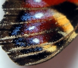 Крыло бабочки